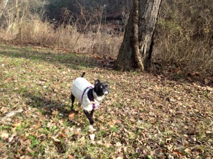 Last walk in Wissahickon. One of her favorite places.