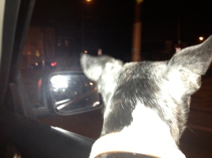 My last picture of Sophie. Sticking her head out the window; feeling the cold December air.